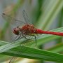 ruddy darter male